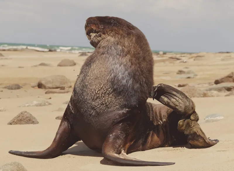 El lobo marino Chonkers se vuelve famoso en San Francisco