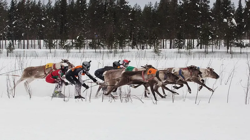 Las carreras de renos en Finlandia