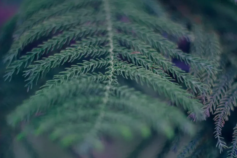 Lanzamiento de 'With This Tear': una Conmemoración Póstuma a Prince