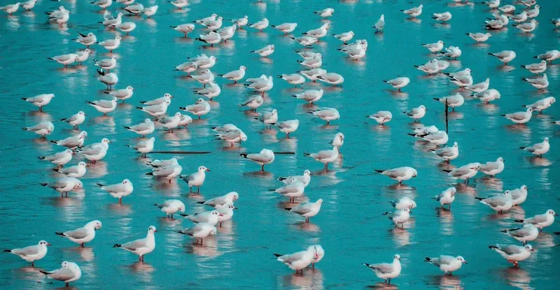 Gaviotas: La Utopía que Reinventa el Mundo en Colombia