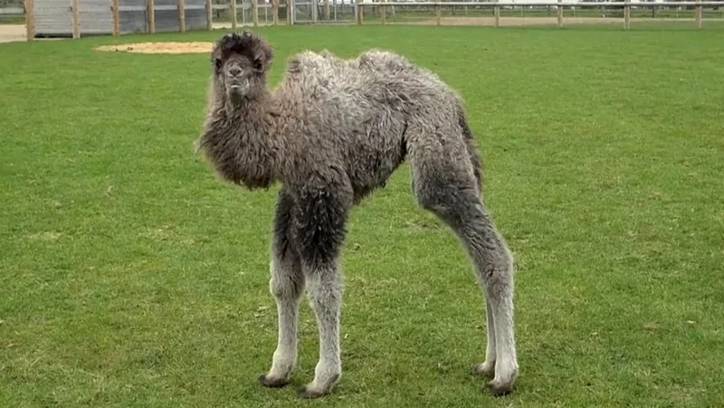 Nace la cría de camello Sophia en el zoo de Whipsnade y refuerza la conservación