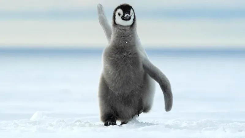 El pingüino emperador, una especie amenazada