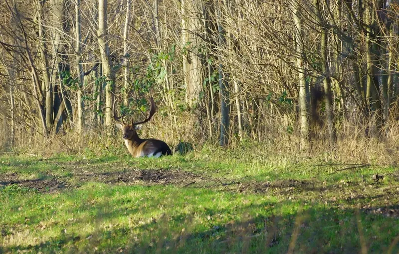 Melania Trump niega estar implicada en el escándalo de Epstein