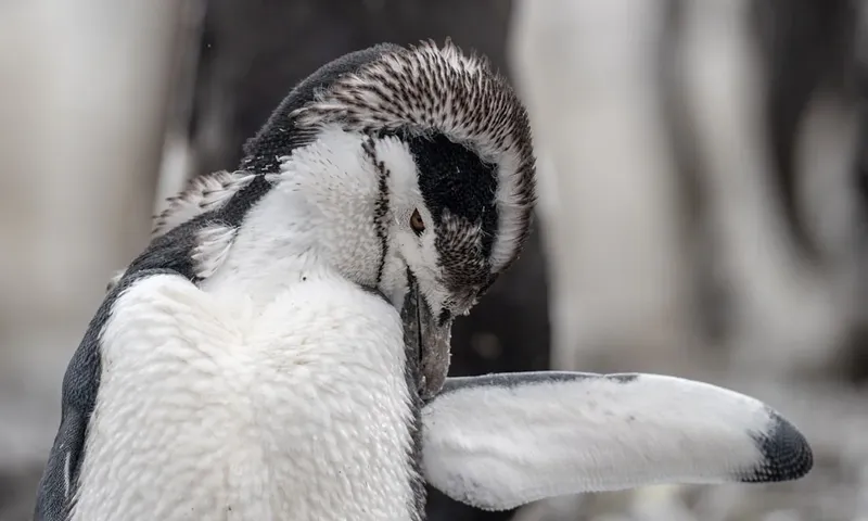 Los pingüinos: aliados en la lucha contra los contaminantes eternos
