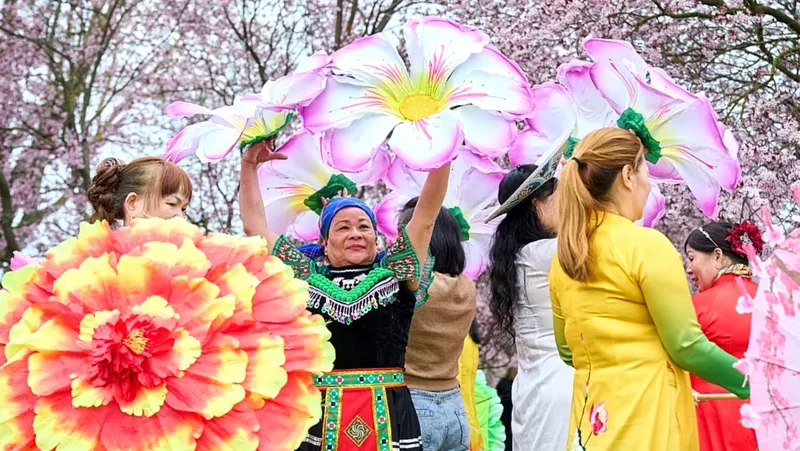 El Festival de los Cerezos en Flor de Berlín: Un Espectáculo Primaveral que Atrae Multitudes