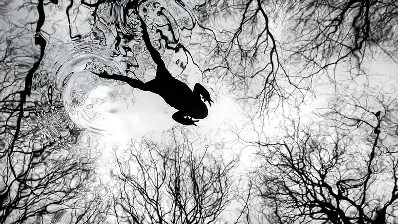 Impresionantes Fotos de la Naturaleza en los British Wildlife Photography Awards 2026