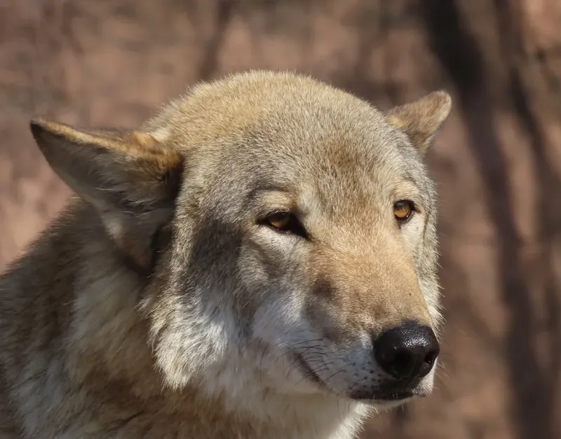 Un lobo muerde a una mujer en Hamburgo: un raro incidente que genera preocupación