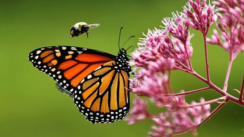 Las mariposas monarca y su migración
