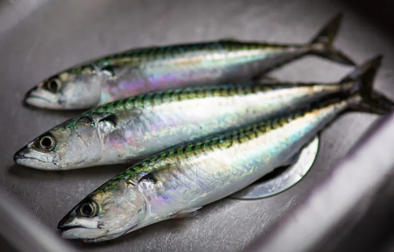 Las propiedades sorprendentes de las sardinas como superalimento