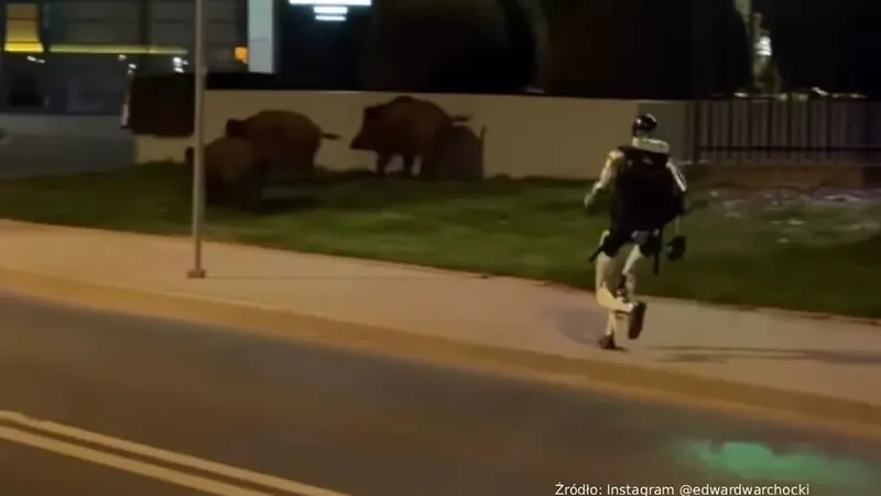 Edward Warchocki, el robot influencer que ahuyenta jabalíes en Varsovia