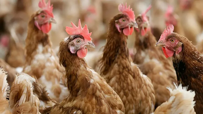 Italia confirma el primer caso humano de gripe aviar H9N2 en Europa