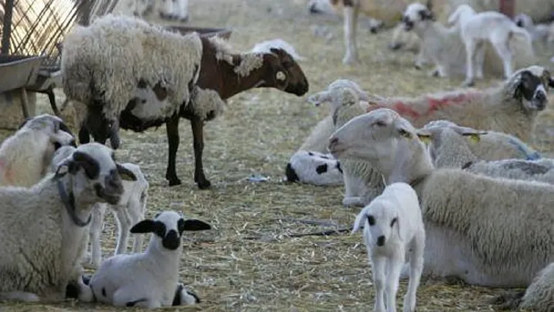 Chipre prohíbe el movimiento de ganado por fiebre aftosa