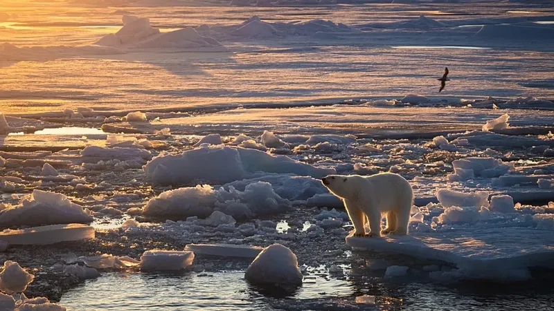 Los osos polares y el hielo marino