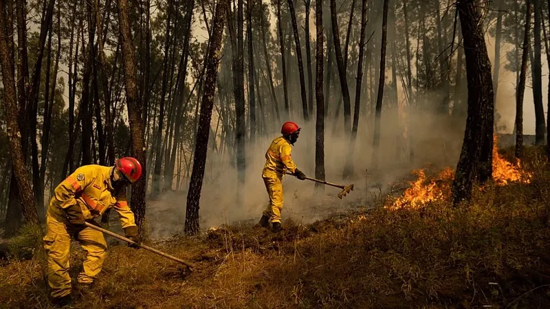 Incendios, Tormentas y Plagas: Un Llamado Urgente para los Bosques Europeos