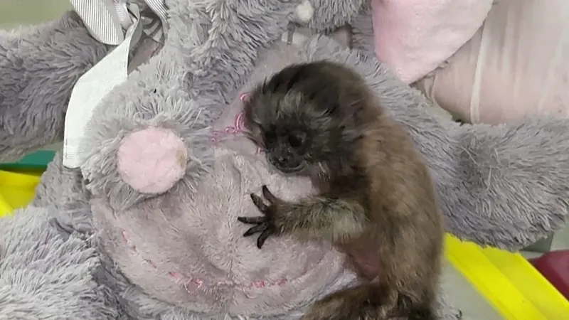 Un bebé de mono tití gris regresa a la naturaleza con un muñeco como madre