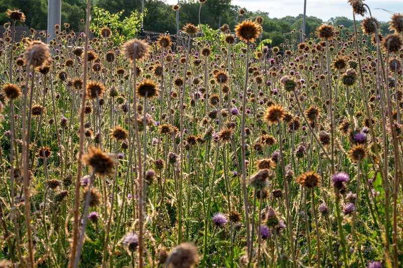La Exposición de Perros Robots que 'Cagan' Arte