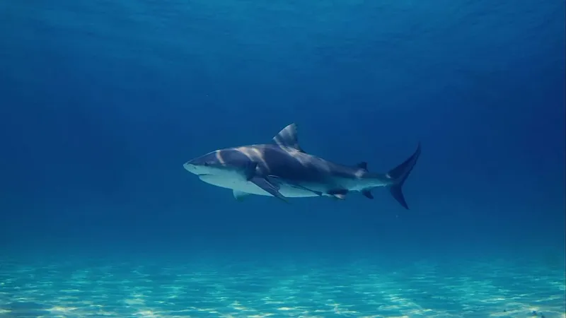 Los científicos advierten que el cambio climático podría aumentar los ataques de tiburones