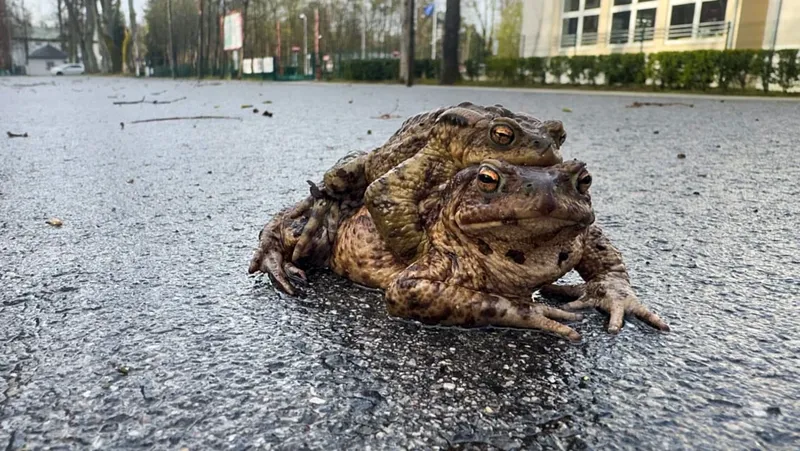 La 'Patrulla Rana' en Polonia: Salvando Anfibios Durante la Migración