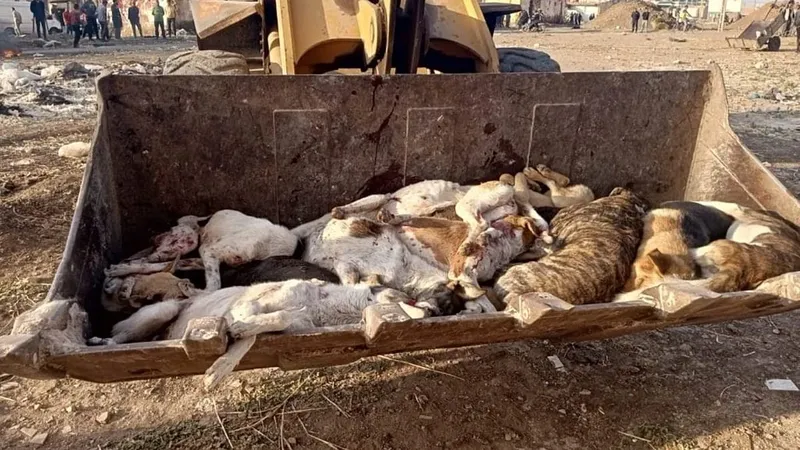 La situación de los perros en Marruecos antes de eventos deportivos