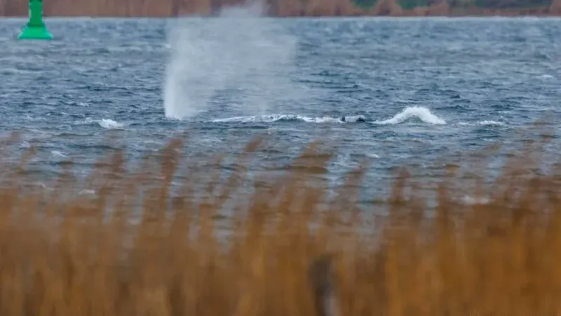 La Liberación de Timmy: Un Hito en el Rescate de la Fauna Marina en el Báltico