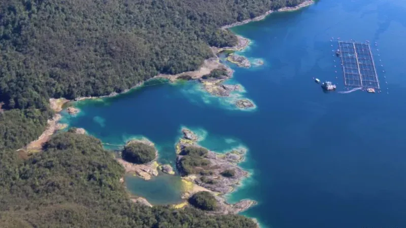 Salmoneras en la Patagonia: ¿Qué sucede bajo el agua?
