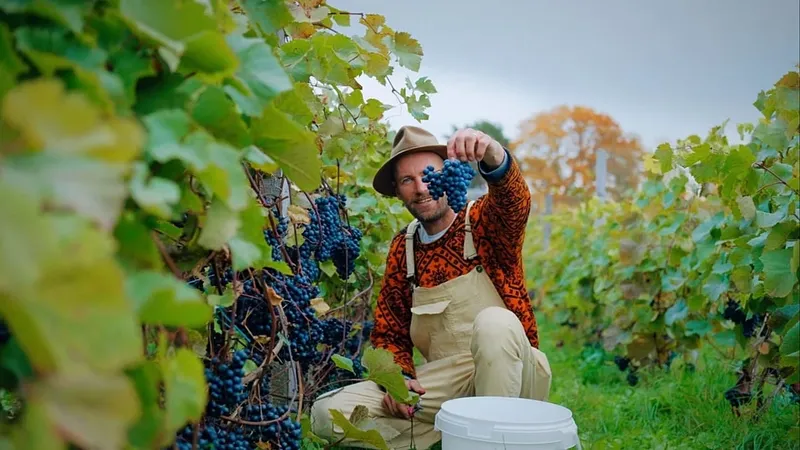 El crecimiento del vino en climas fríos