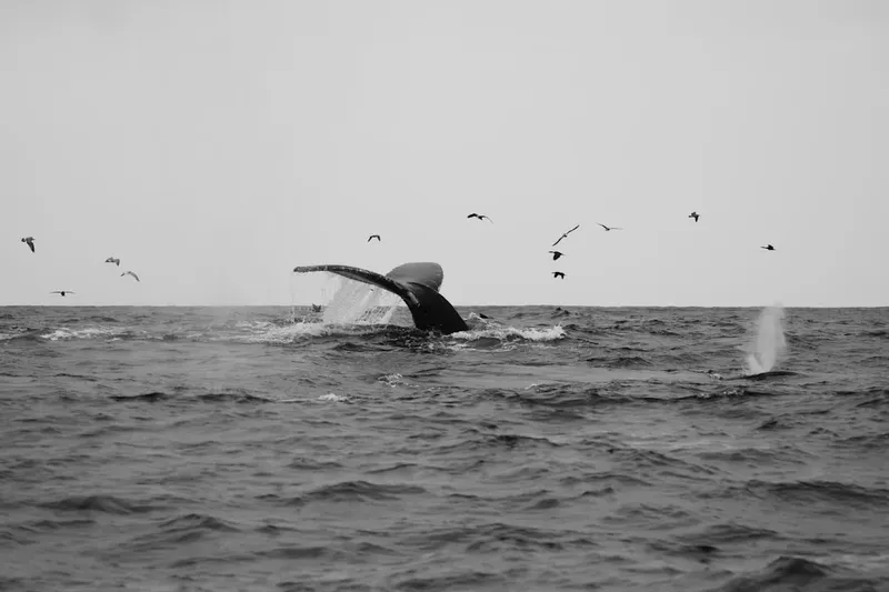 La ballena Timmy sigue varada en Alemania