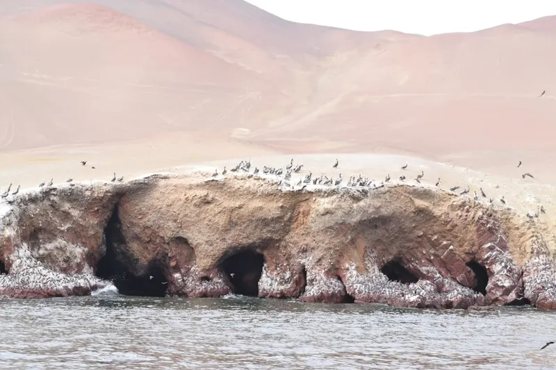 Nuevos estudios revelan el impacto de los aerogeneradores en las aves